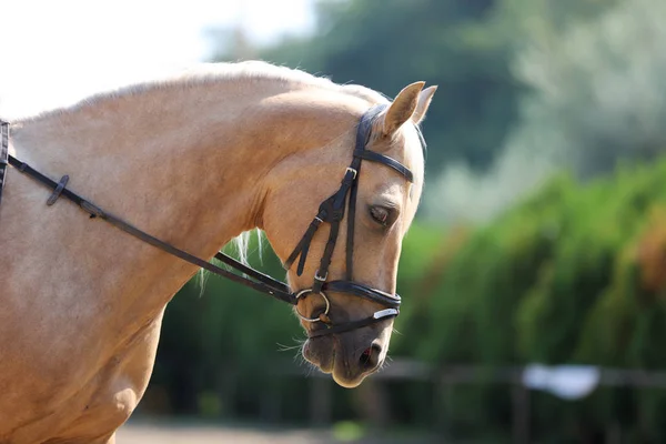 Tiro na cabeça de um cavalo de sela de raça pura em uma escola de equitação — Fotografia de Stock