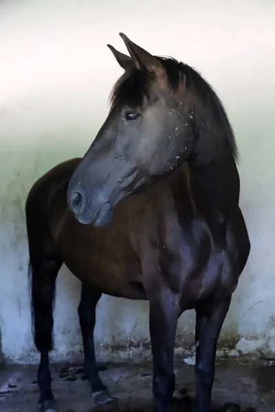 Hermoso caballo joven curioso de pie en el establo . —  Fotos de Stock