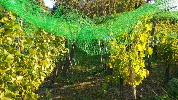 Agricultores economizar vinho anti estorninho rede de proteção — Fotografia de Stock