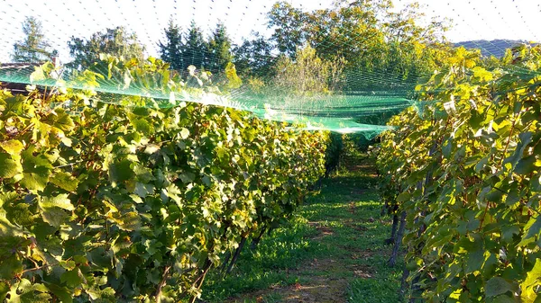 Rolnicy zaoszczędzić wineyard anty Starling siatki ochrony — Zdjęcie stockowe