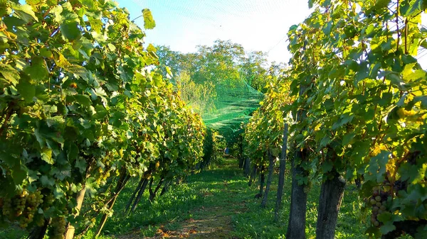 Los agricultores ahorran viñedo anti estornino red de protección — Foto de Stock