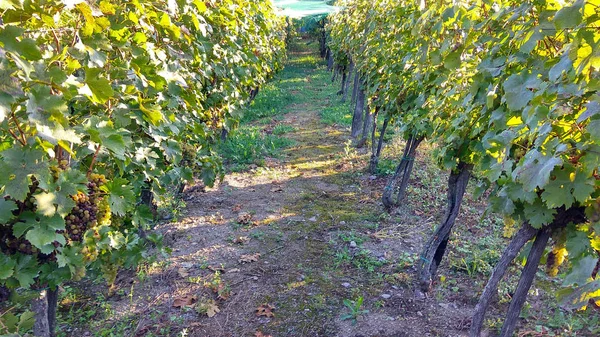 Rolnicy chronieni zbiorów winogron z zielonej siatki z tworzyw sztucznych — Zdjęcie stockowe