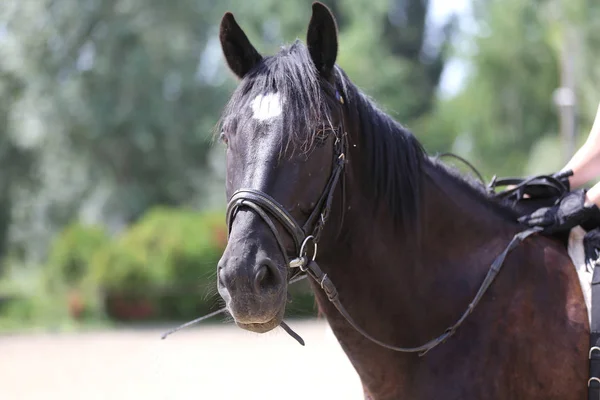 純粋なサドル馬のヘッドショット — ストック写真