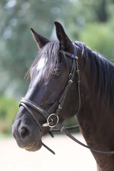 Cabeza de caballo montado en pura raza — Foto de Stock