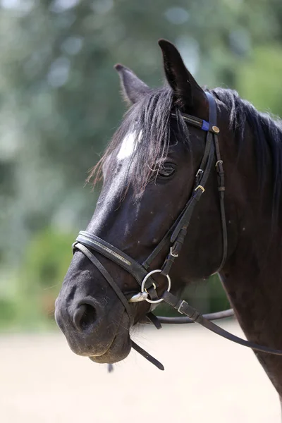 Testa di cavallo da sella di razza pura — Foto Stock