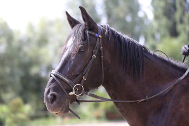 Yeşil doğal arka plan karşı safkan bir eyer at Head shot