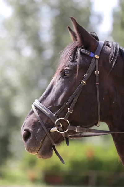 Tembakan kepala dari kuda purebred saddle melawan — Stok Foto