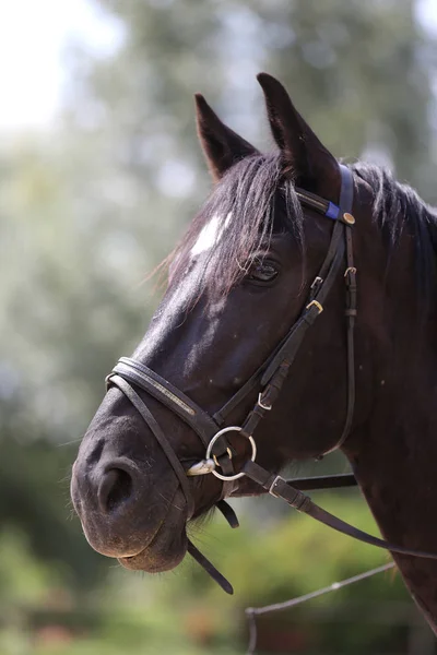 Cabeza de caballo montado en pura raza sobre fondo verde natural — Foto de Stock