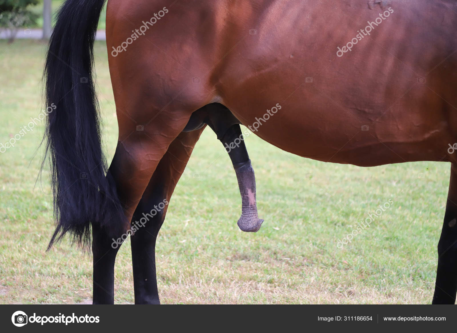 Horse with boner