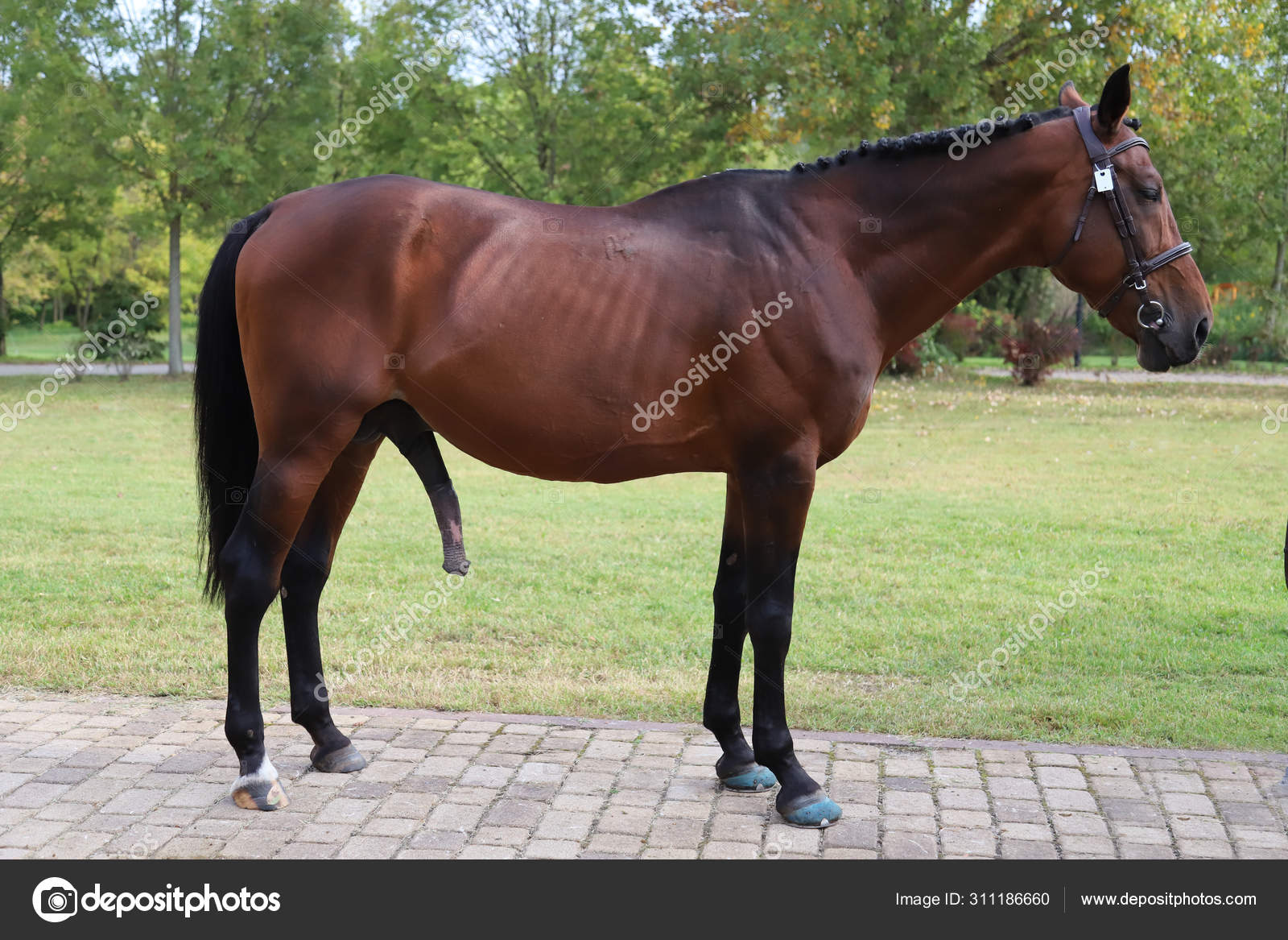 Big long black stallion horse dick on farm pics