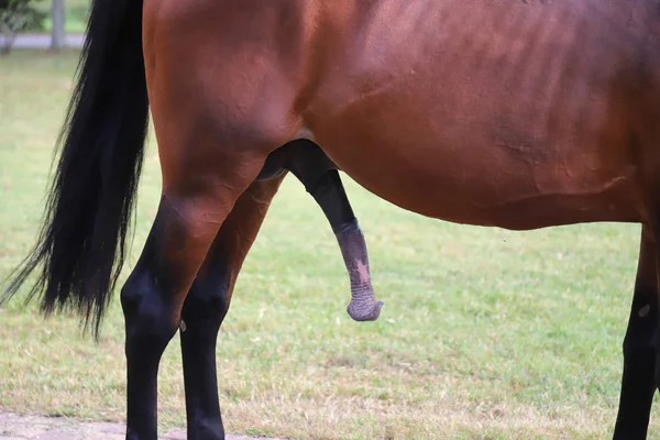 Pênis enorme de um cavalo marrom contra fundo natural verde — Fotografia de Stock