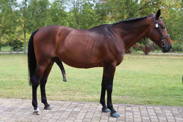 Ung hingst stående med upprest stor kuk — Stockfoto