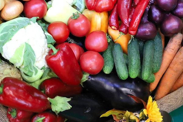 Diverse vers geoogste groenten — Stockfoto