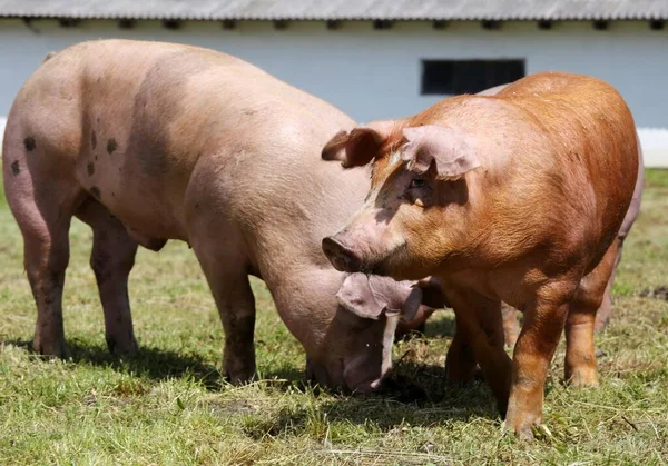 Domestic pigs raising breeding in animal farm rural scene