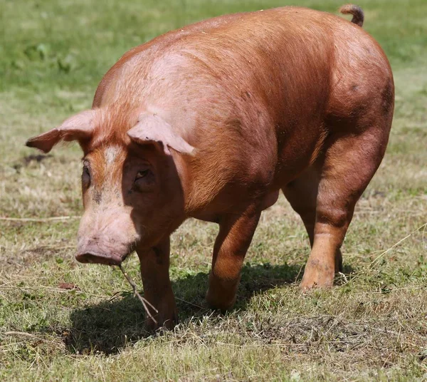 畜産農家の農村で飼育されている国産豚 — ストック写真
