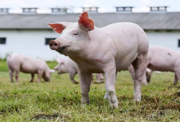 Pig Farming Raising Breeding Domestic Pig — Stock Photo, Image