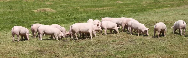 Varkenshouderij Fokken Van Als Huisdier Gehouden Varkens — Stockfoto