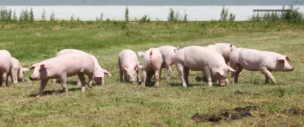 돼지를 기르고 사육하는 — 스톡 사진