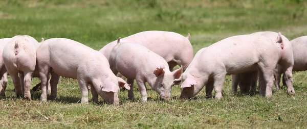 Pig farming  raising and breeding of domestic pig