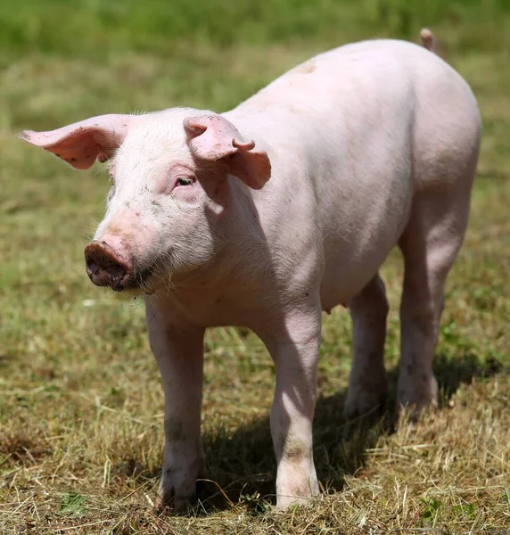 Pig farming  raising and breeding of domestic pig