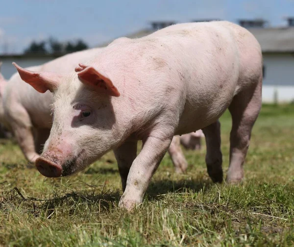 Pig farming  raising and breeding of domestic pig