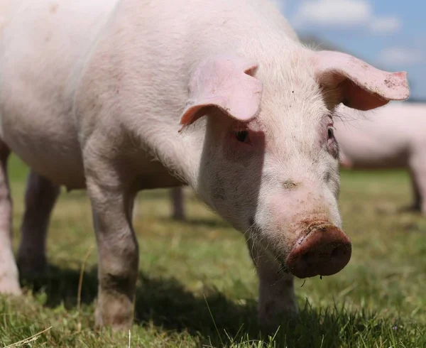 Pig Farming Raising Breeding Domestic Pig — Stock Photo, Image