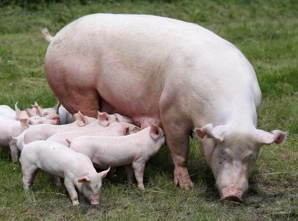 Healthy Young Pigs Grazing Green Meadow Summertime — Stock Photo, Image