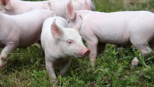 健康的小猪在绿色的草地上吃草 — 图库照片