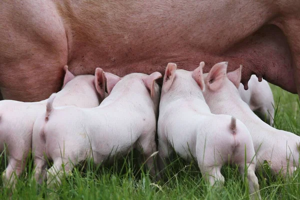 Healthy Young Pigs Grazing Green Meadow Summertime — Stock Photo, Image