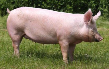 Domuz yetiştiriciliği, evcil domuz yetiştirme ve yetiştirme. Organik çiftlik hayvanları yetiştiriciliği hayvancılık dalının adıdır.