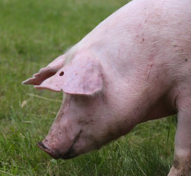 Domuz yetiştiriciliği, evcil domuz yetiştirme ve yetiştirme. Organik çiftlik hayvanları yetiştiriciliği hayvancılık dalının adıdır.