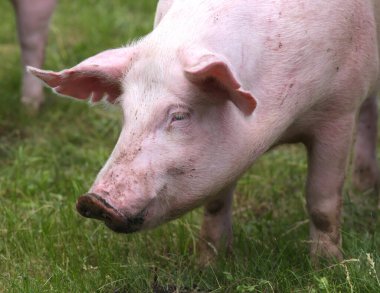 Domuz yetiştiriciliği, evcil domuz yetiştirme ve yetiştirme. Organik çiftlik hayvanları yetiştiriciliği hayvancılık dalının adıdır.