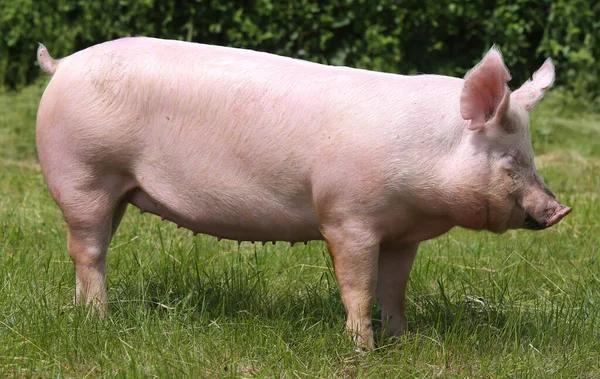 Crianza Cría Cerdos Domésticos Ganadería Ecológica Una Rama Ganadería — Foto de Stock