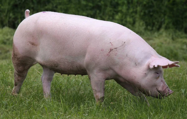 Pig farming  raising and breeding of domestic pigs. Organic livestock breeding is branch of animal husbandry