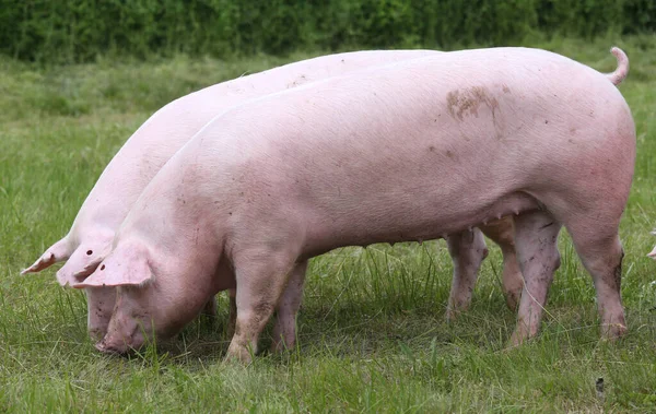 Pig Farming Raising Breeding Domestic Pigs Organic Livestock Breeding Branch — Stock Photo, Image