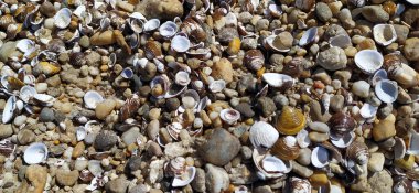 Kabuk arkaplanı. Kumsalda renkli deniz kabukları. Deniz kenarında çok renkli deniz kabukları. Sabit alan derinliğine sahip sakin tatil arkaplanı