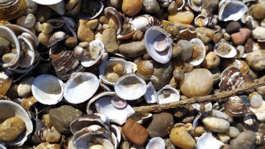 Kabuk arkaplanı. Kumsalda renkli deniz kabukları. Deniz kenarında çok renkli deniz kabukları. Sabit alan derinliğine sahip sakin tatil arkaplanı