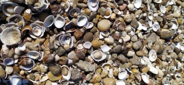 Kabuk arkaplanı. Kumsalda renkli deniz kabukları. Deniz kenarında çok renkli deniz kabukları. Sabit alan derinliğine sahip sakin tatil arkaplanı