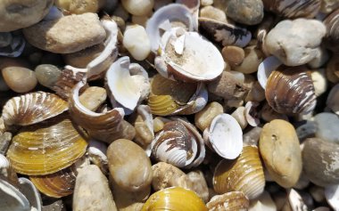 Kabuk arkaplanı. Kumsalda renkli deniz kabukları. Deniz kenarında çok renkli deniz kabukları. Sabit alan derinliğine sahip sakin tatil arkaplanı