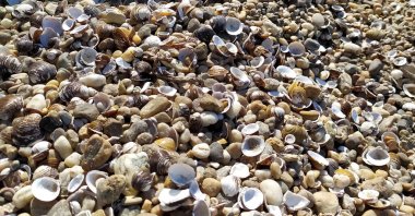 Kabuk arkaplanı. Kumsalda renkli deniz kabukları. Deniz kenarında çok renkli deniz kabukları. Sabit alan derinliğine sahip sakin tatil arkaplanı