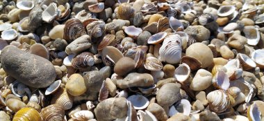 Kabuk arkaplanı. Kumsalda renkli deniz kabukları. Deniz kenarında çok renkli deniz kabukları. Sabit alan derinliğine sahip sakin tatil arkaplanı