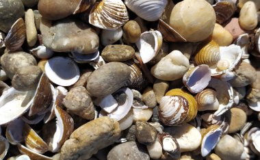 Kabuk arkaplanı. Kumsalda renkli deniz kabukları. Deniz kenarında çok renkli deniz kabukları. Sabit alan derinliğine sahip sakin tatil arkaplanı