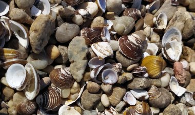 Kabuk arkaplanı. Kumsalda renkli deniz kabukları. Deniz kenarında çok renkli deniz kabukları. Sabit alan derinliğine sahip sakin tatil arkaplanı