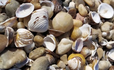 Kabuk arkaplanı. Kumsalda renkli deniz kabukları. Deniz kenarında çok renkli deniz kabukları. Sabit alan derinliğine sahip sakin tatil arkaplanı