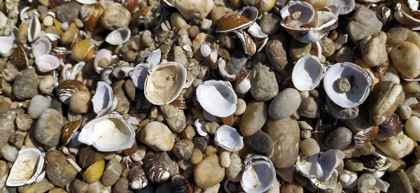 Arrière Plan Coquilles Colorées Sur Plage Sable Coquilles Multicolores Bord — Photo