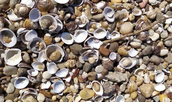 Arrière Plan Coquilles Colorées Sur Plage Sable Coquilles Multicolores Bord — Photo