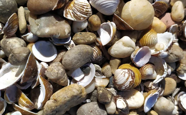Kabuk arkaplanı. Kumsalda renkli deniz kabukları. Deniz kenarında çok renkli deniz kabukları. Sabit alan derinliğine sahip sakin tatil arkaplanı