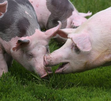 Genç Pietrain, doğal çevrede domuz yetiştiriyor.