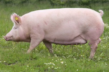  Yaz mevsiminde yeşil çayırlarda büyüyen sağlıklı domuzlar