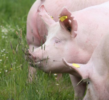  Yaz mevsiminde yeşil çayırlarda büyüyen sağlıklı domuzlar